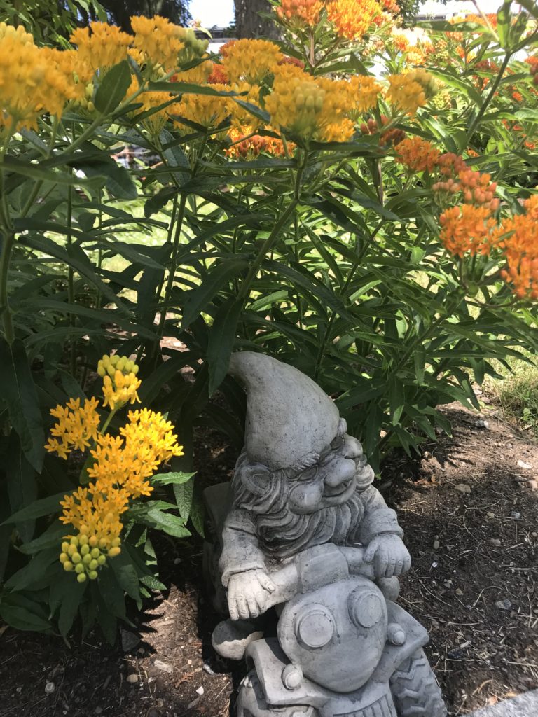 Niles the Gnome in the Butterfly Milkweed