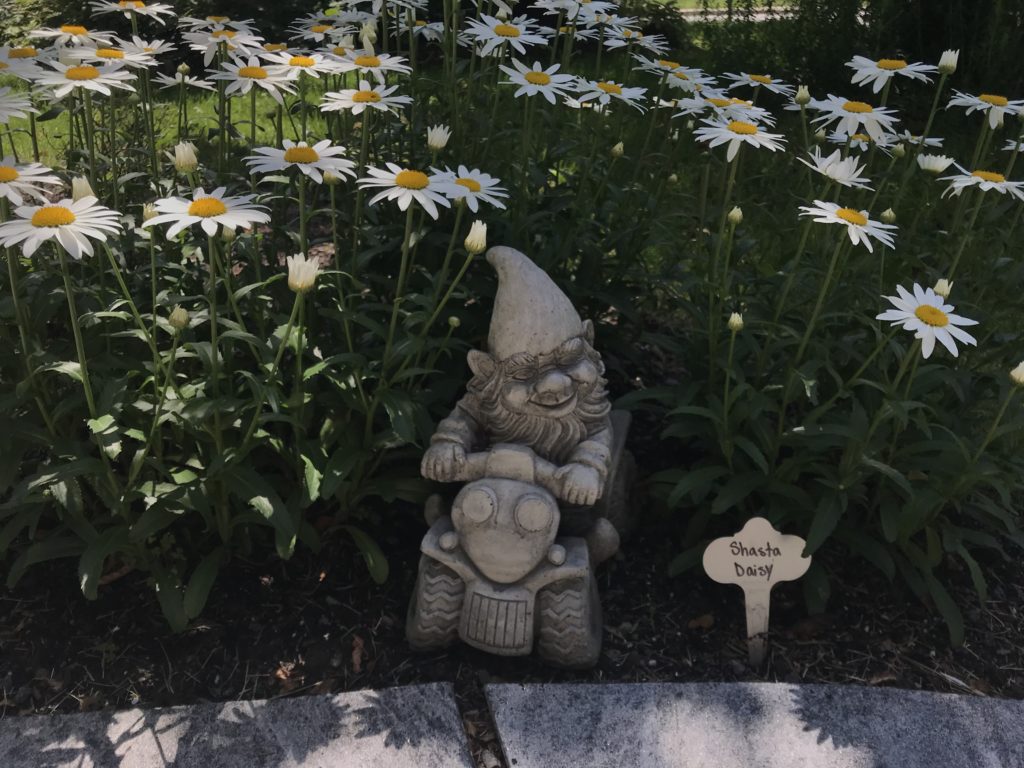 Niles the Gnome in the Shasta Daisy